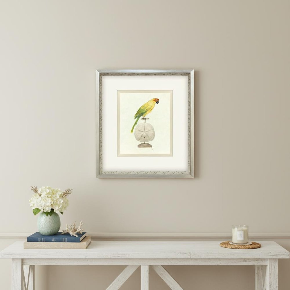 Treasure Parrot III Silver Shadowbox Illustration Wall Art HomeRoots