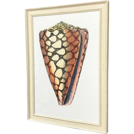 Conch Study I Distressed White Framed Wall Art HomeRoots