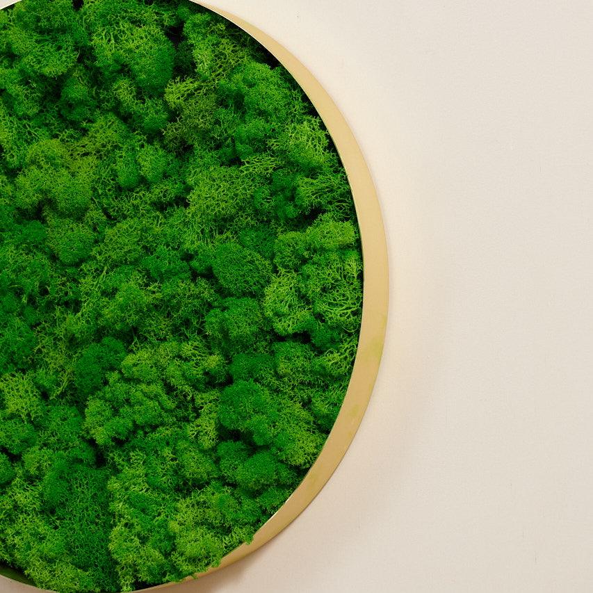 Round Framed Moss Wall Decor, only the Large - FurniFindUSA