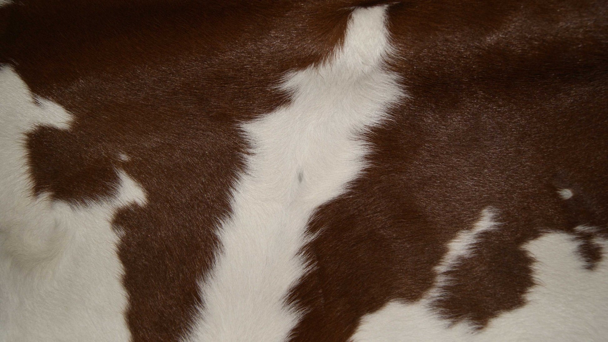 2' X 3' Brown And White Cowhide Cowhide Print Hand Tufted Area Rug - Image 7