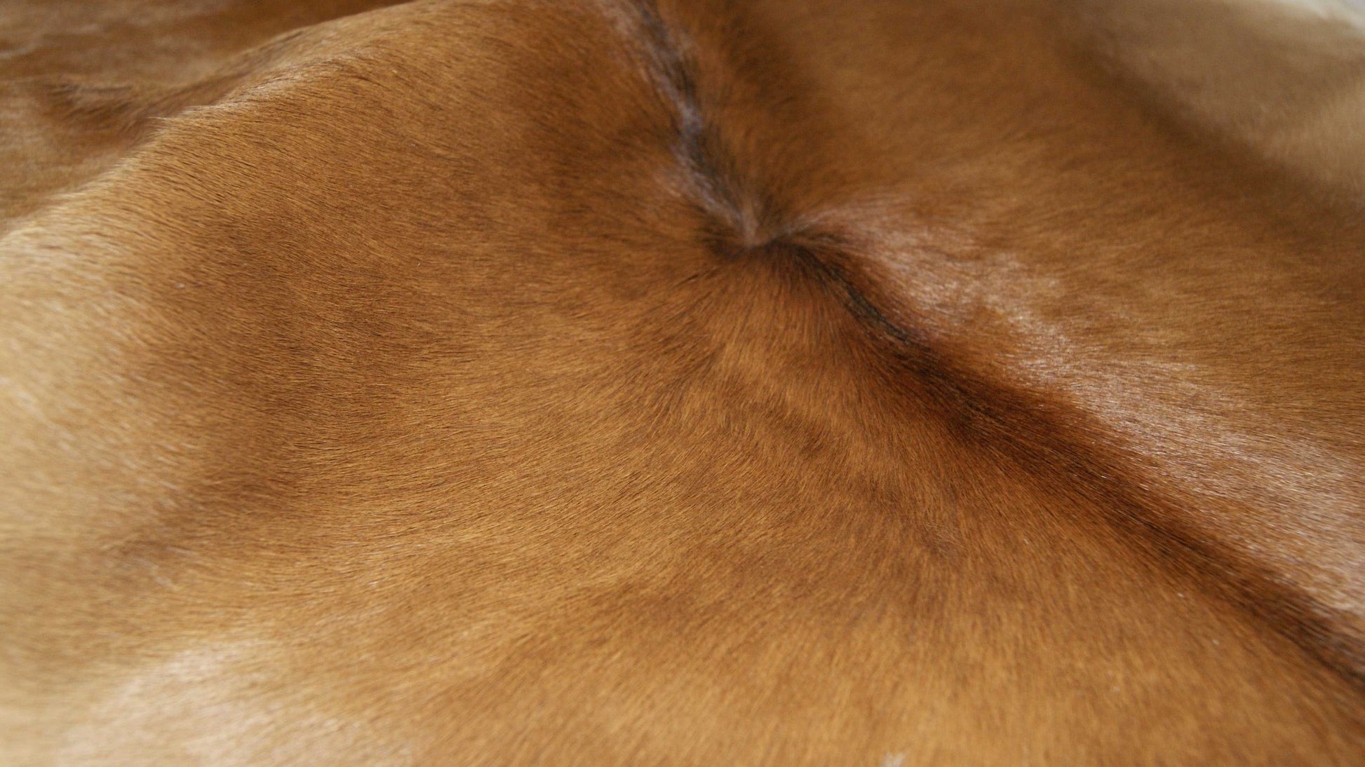 2' X 3' Tan Print Cowhide Area Rug - Image 6