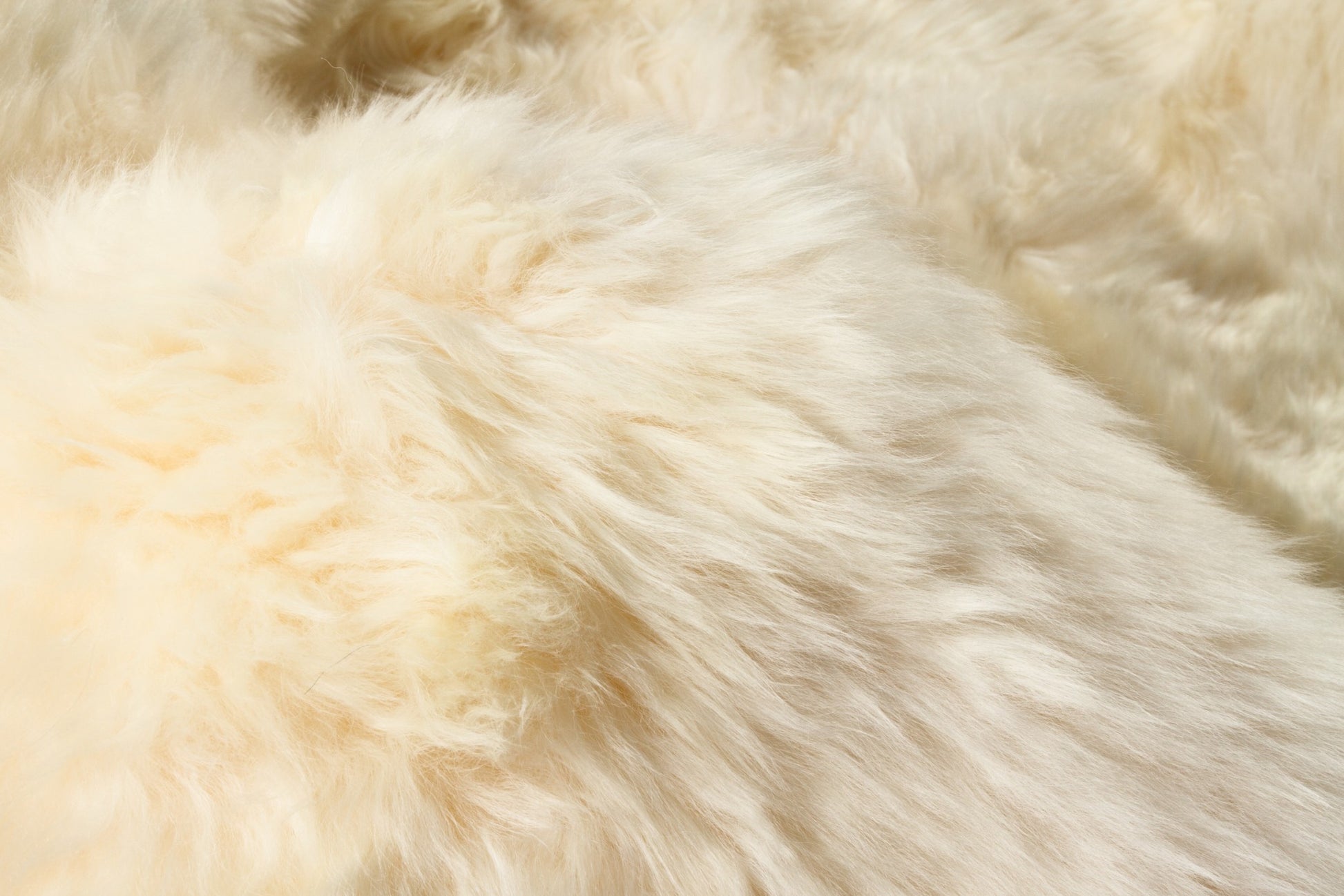 2' X 3' Gold Sheepskin Non Skid Area Rug - Image 9