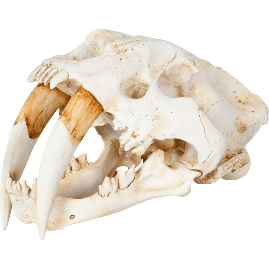 Authentic Replica Sabertooth Skull Sculpture