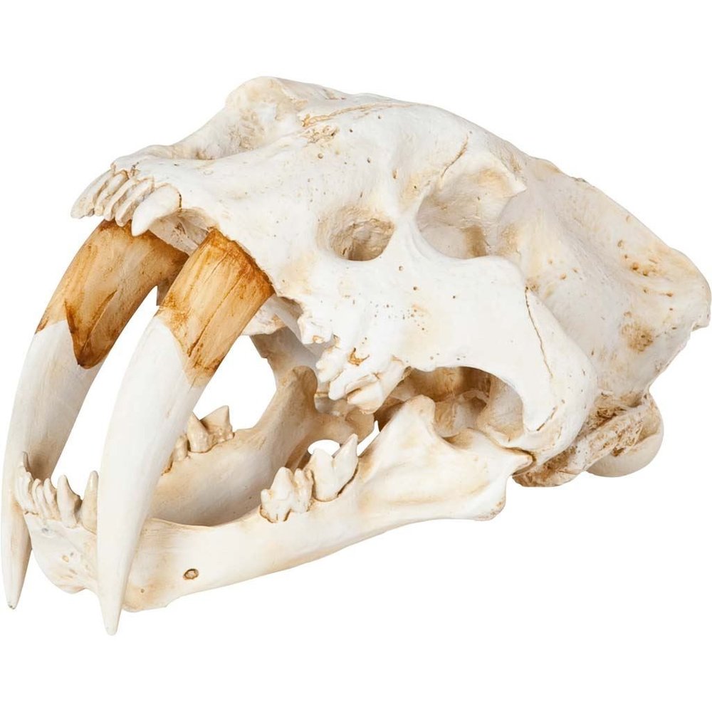 Authentic Replica Sabertooth Skull Sculpture HomeRoots