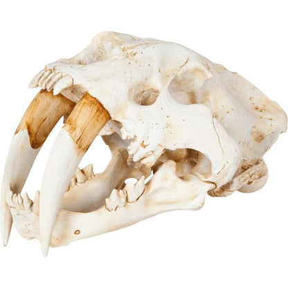 Authentic Replica Sabertooth Skull Sculpture HomeRoots