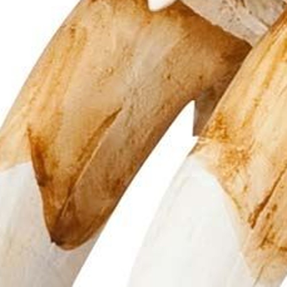 Authentic Replica Sabertooth Skull Sculpture HomeRoots