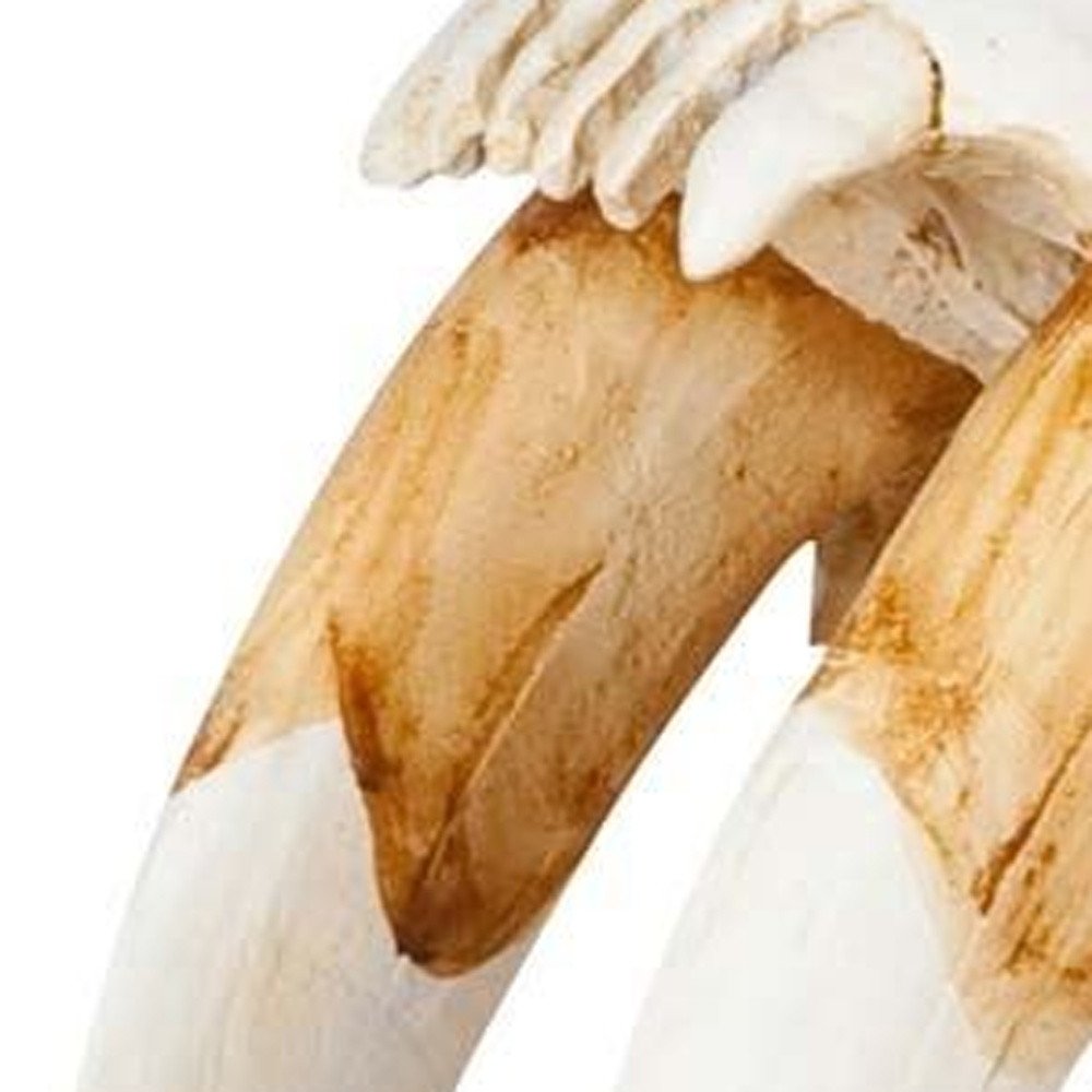 Authentic Replica Sabertooth Skull Sculpture HomeRoots