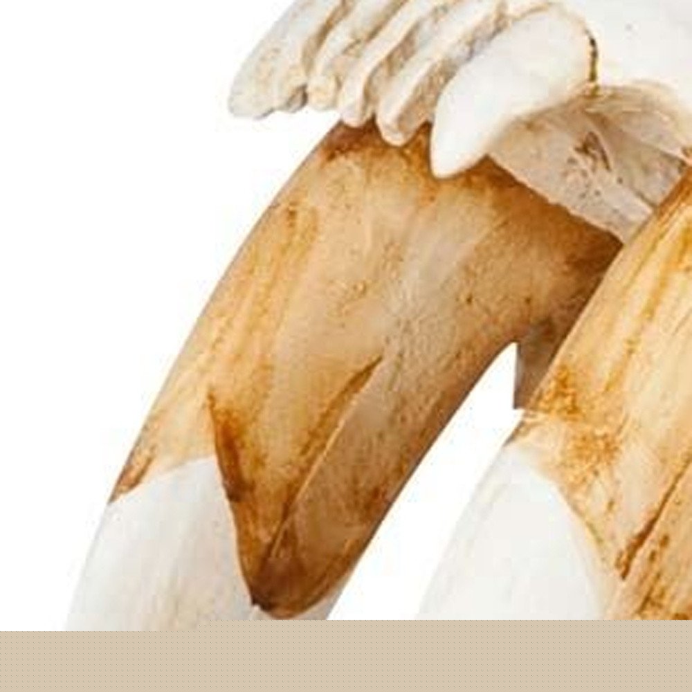 Authentic Replica Sabertooth Skull Sculpture HomeRoots