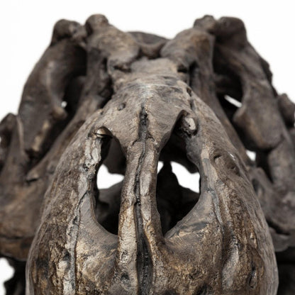 Authentic Replica T Rex Skull Sculpture HomeRoots