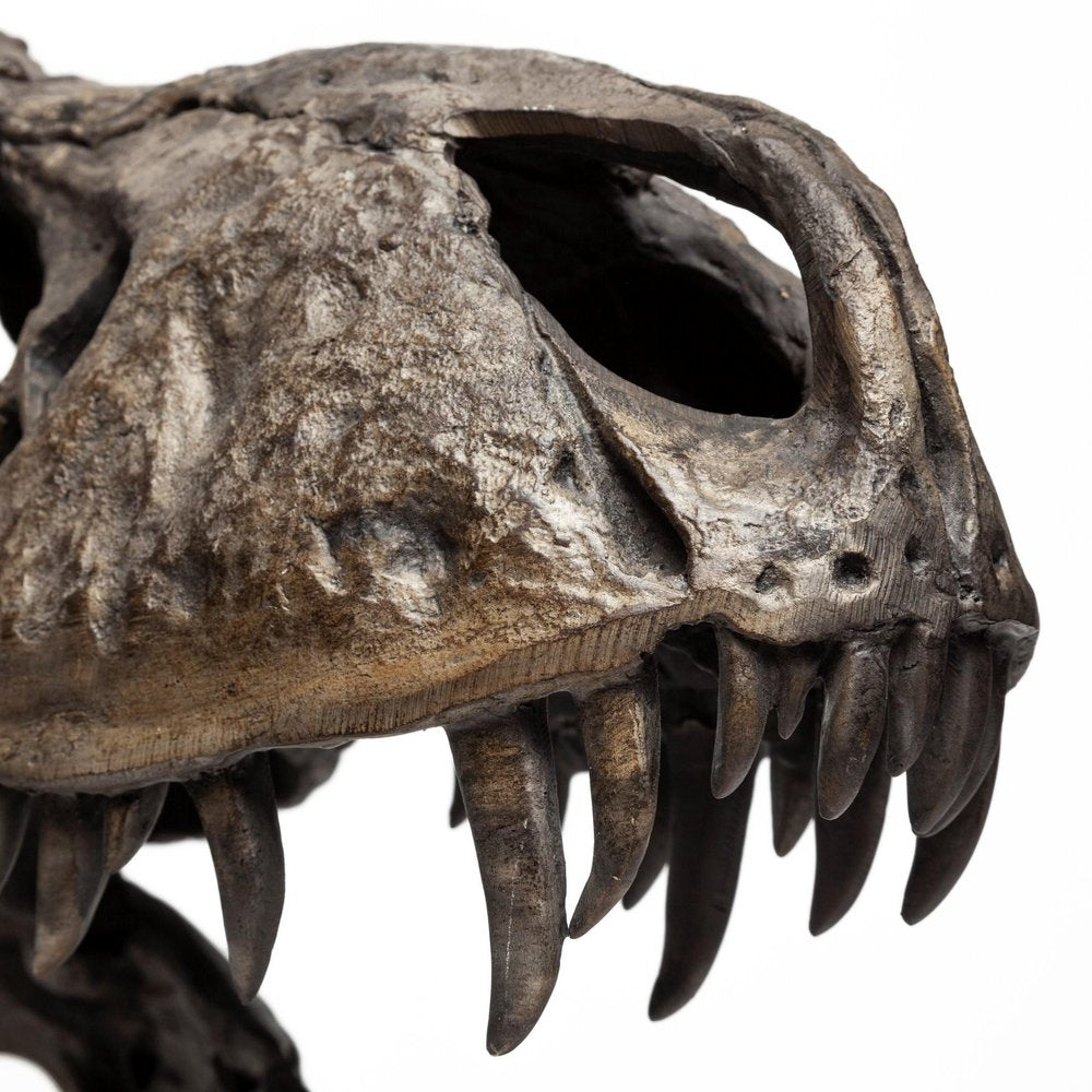 Authentic Replica T Rex Skull Sculpture — view 7