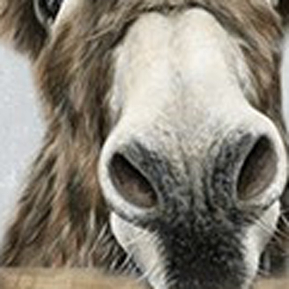 Cute Donkeys Canvas Unframed Print Wall Art HomeRoots