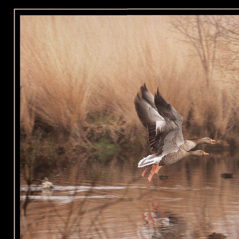 Fly Away 5 Black Framed Print Wall Art — view 3