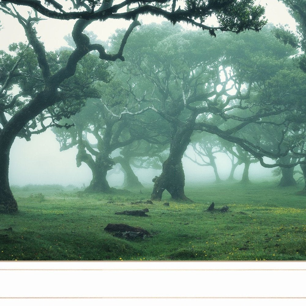 Enchanted Forest II 2 White Framed Print Wall Art HomeRoots