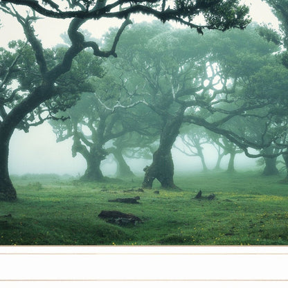 Enchanted Forest II 2 White Framed Print Wall Art HomeRoots