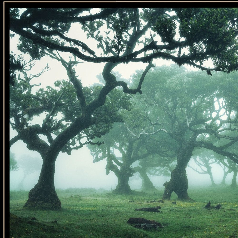 Enchanted Forest II 2 White Framed Print Wall Art HomeRoots