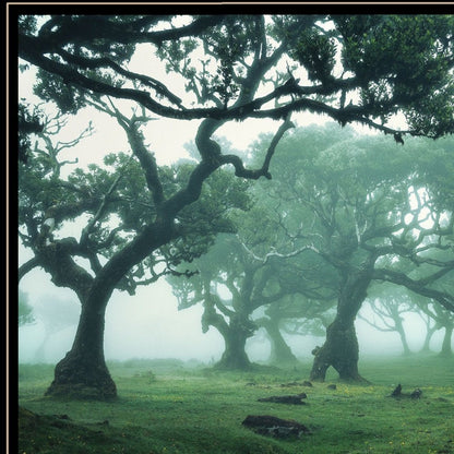 Enchanted Forest II 2 White Framed Print Wall Art HomeRoots