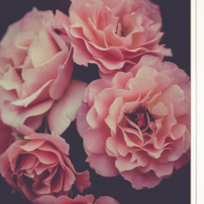 Dreamy Rose 1 White Framed Print Wall Art HomeRoots
