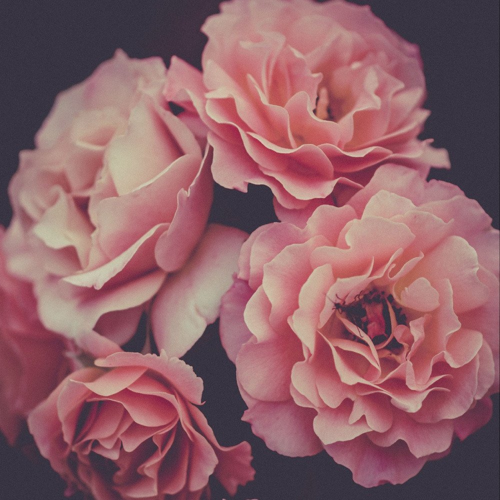 Dreamy Rose 2 Black Framed Print Wall Art HomeRoots