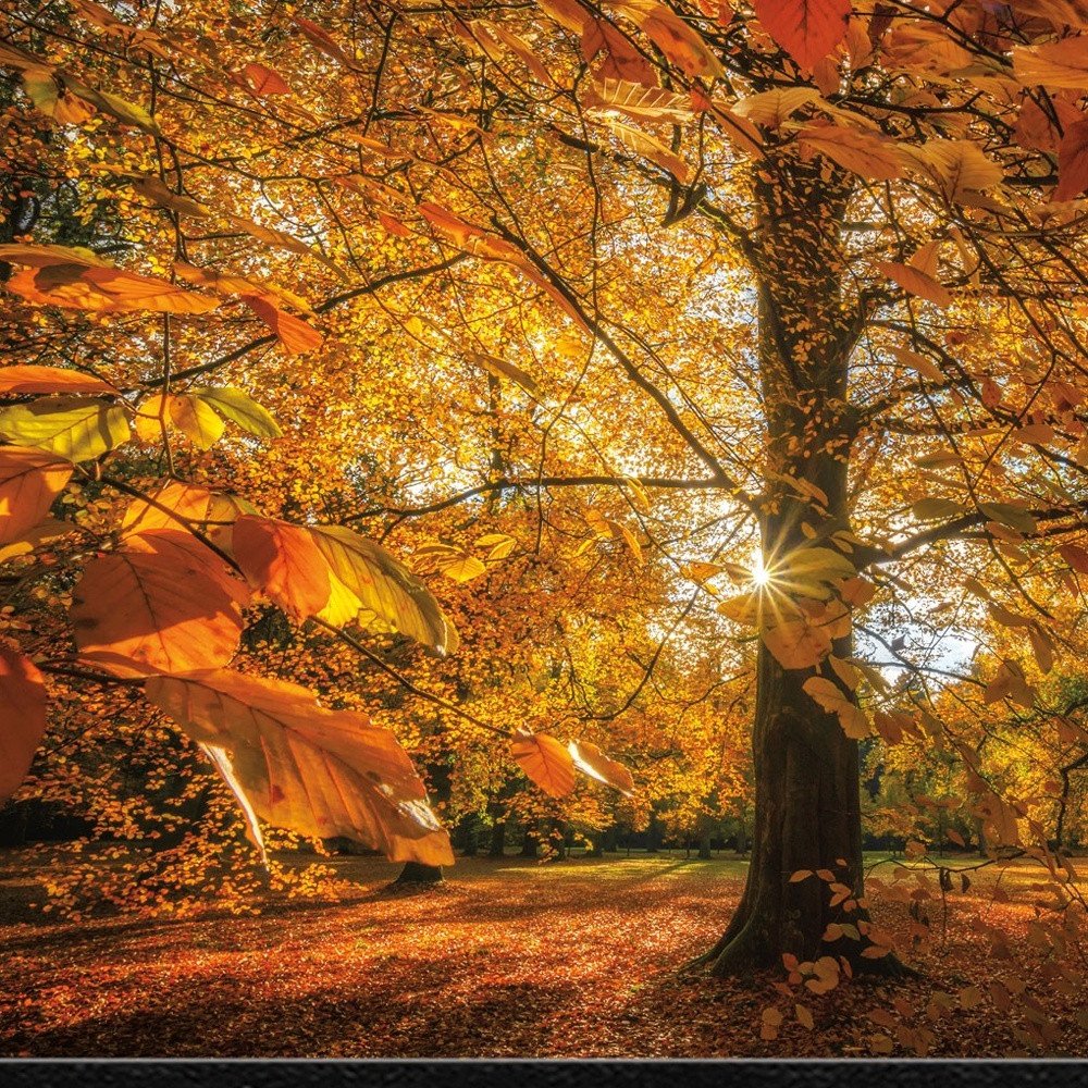 Autumn Leaves 4 Black Framed Print Wall Art HomeRoots