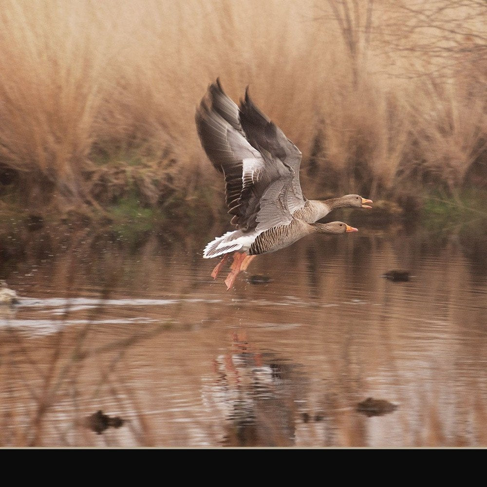 Fly Away 3 Black Framed Print Wall Art HomeRoots