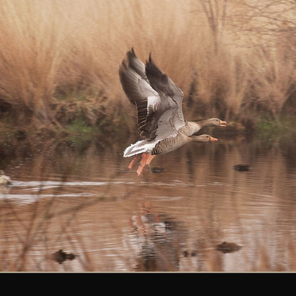 Fly Away 3 Black Framed Print Wall Art HomeRoots