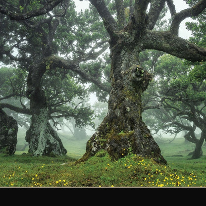 Enchanted Forest I 1 Black Framed Print Wall Art HomeRoots