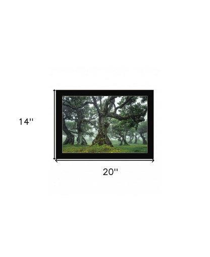 Enchanted Forest I 1 Black Framed Print Wall Art HomeRoots