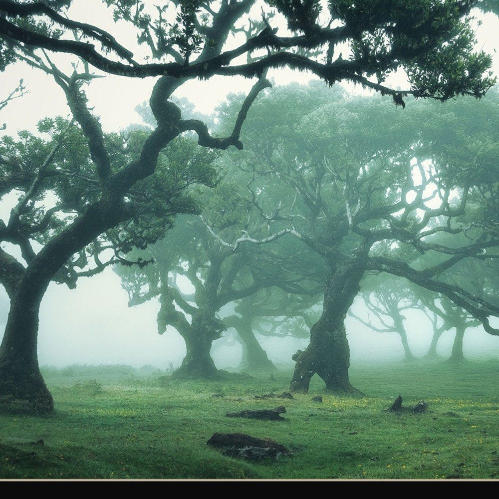 Enchanted Forest II 1 Black Framed Print Wall Art — view 3