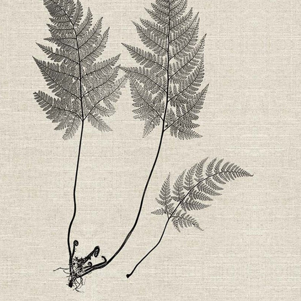 Set Of Two Modern Ferns I Brown Framed Print Wall Art HomeRoots