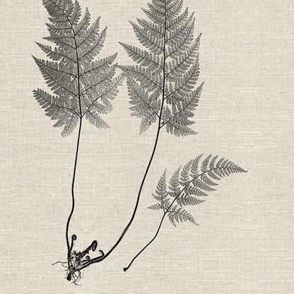 Set Of Two Modern Ferns I Brown Framed Print Wall Art HomeRoots