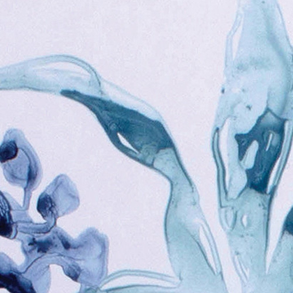 Set of Two Blue Flower Framed Art — view 3