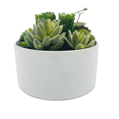 7" Green Artificial Succulent In A Round White Porcelain Planter HomeRoots