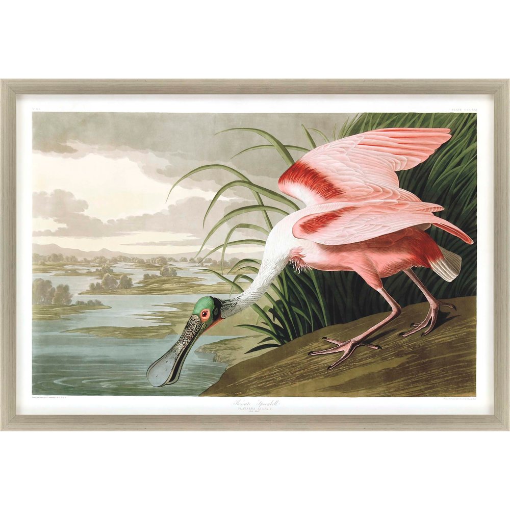 Roseate Spoonbill Silver Framed Print Wall Art HomeRoots