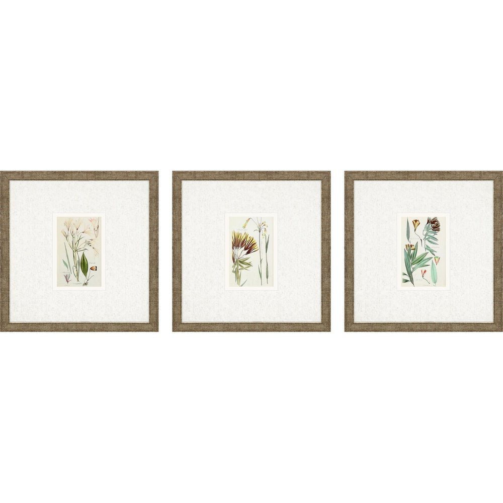 Set Of Three Antique Botanical Gold Framed Print Wall Art
