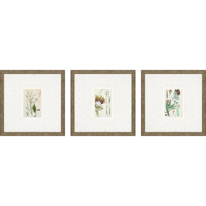 Set Of Three Antique Botanical Gold Framed Print Wall Art