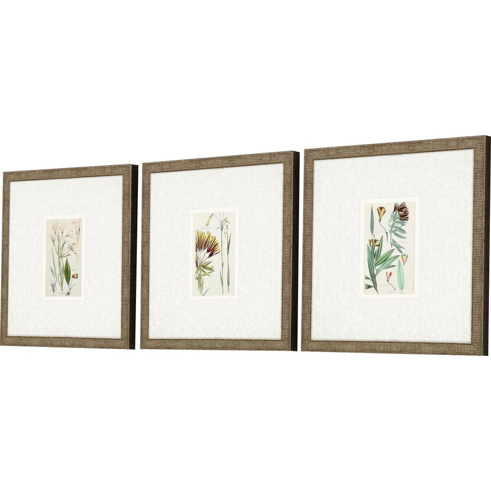 Set Of Three Antique Botanical Gold Framed Print Wall Art