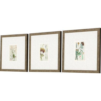 Set Of Three Antique Botanical Gold Framed Print Wall Art