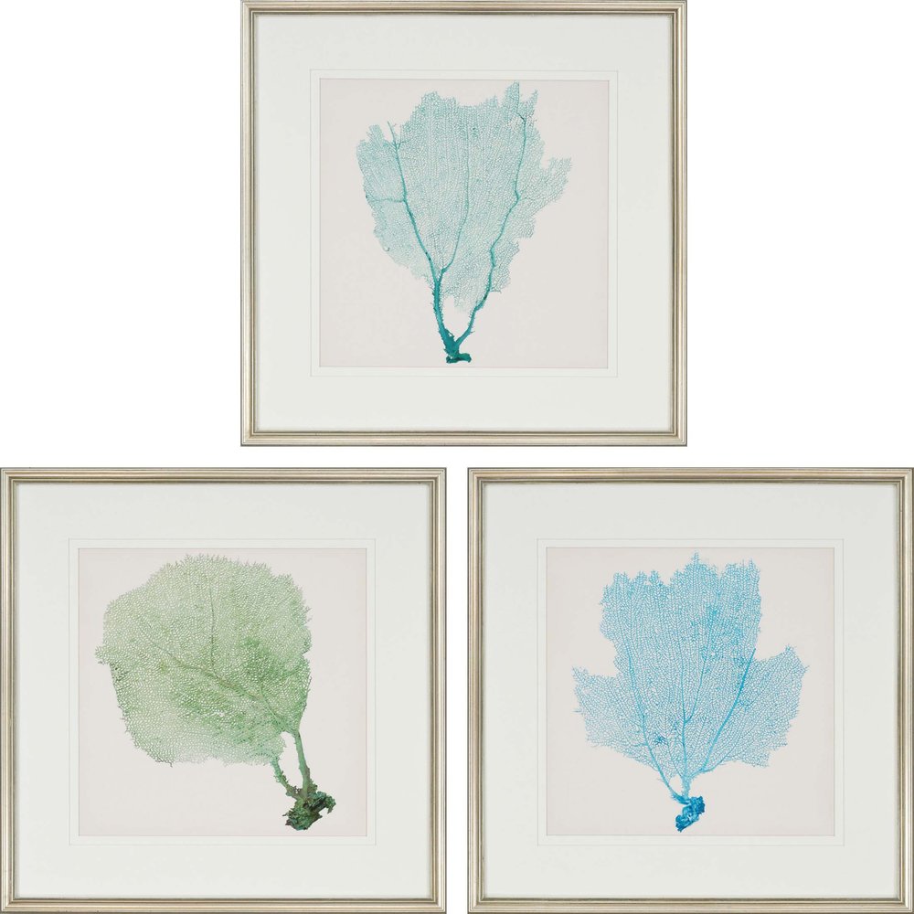 Set Of Three Sea Fan I Silver Framed Print Wall Art