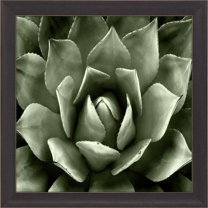 Green Succulent II Brown Framed Print Wall Art