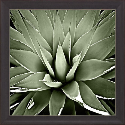 Green Succulent III Brown Framed Print Wall Art