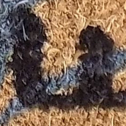 18" X 30" Brown and Black Coir Cat Welcome Outdoor Door Mat HomeRoots