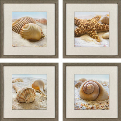 Set Of Four Beachy Shells Brown Framed Wall Art HomeRoots