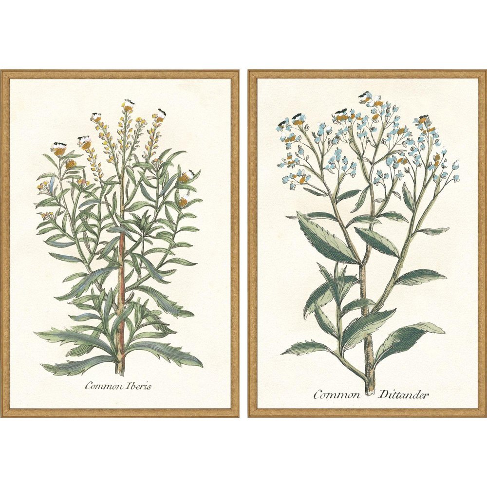 Set Of Two Botanical Plants I Gold Framed Wall Art HomeRoots