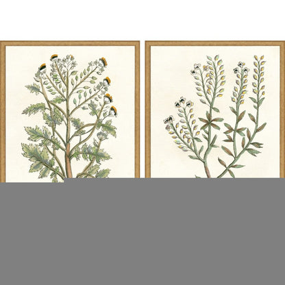Set Of Two Botanical Plants II Gold Framed Wall Art HomeRoots