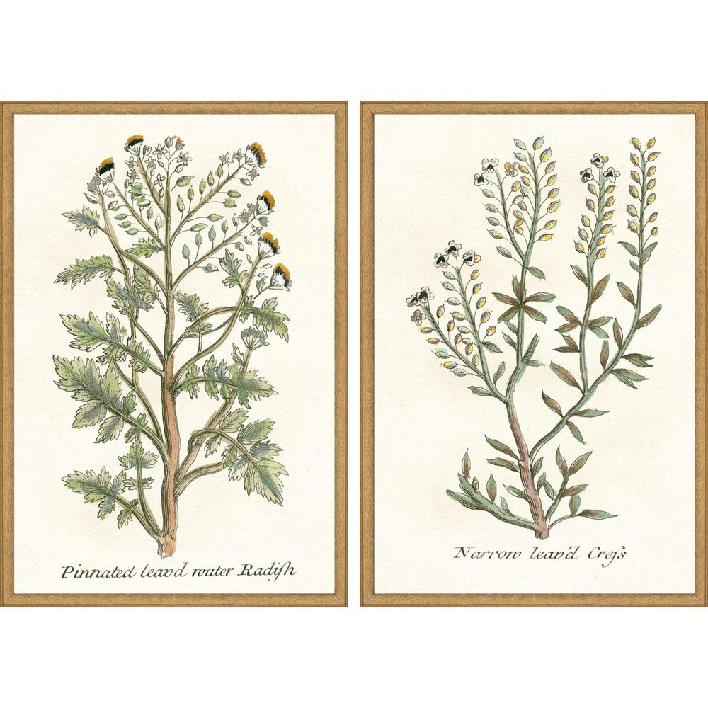 Set Of Two Botanical Plants II Gold Framed Wall Art HomeRoots