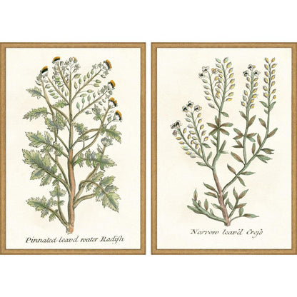 Set Of Two Botanical Plants II Gold Framed Wall Art HomeRoots