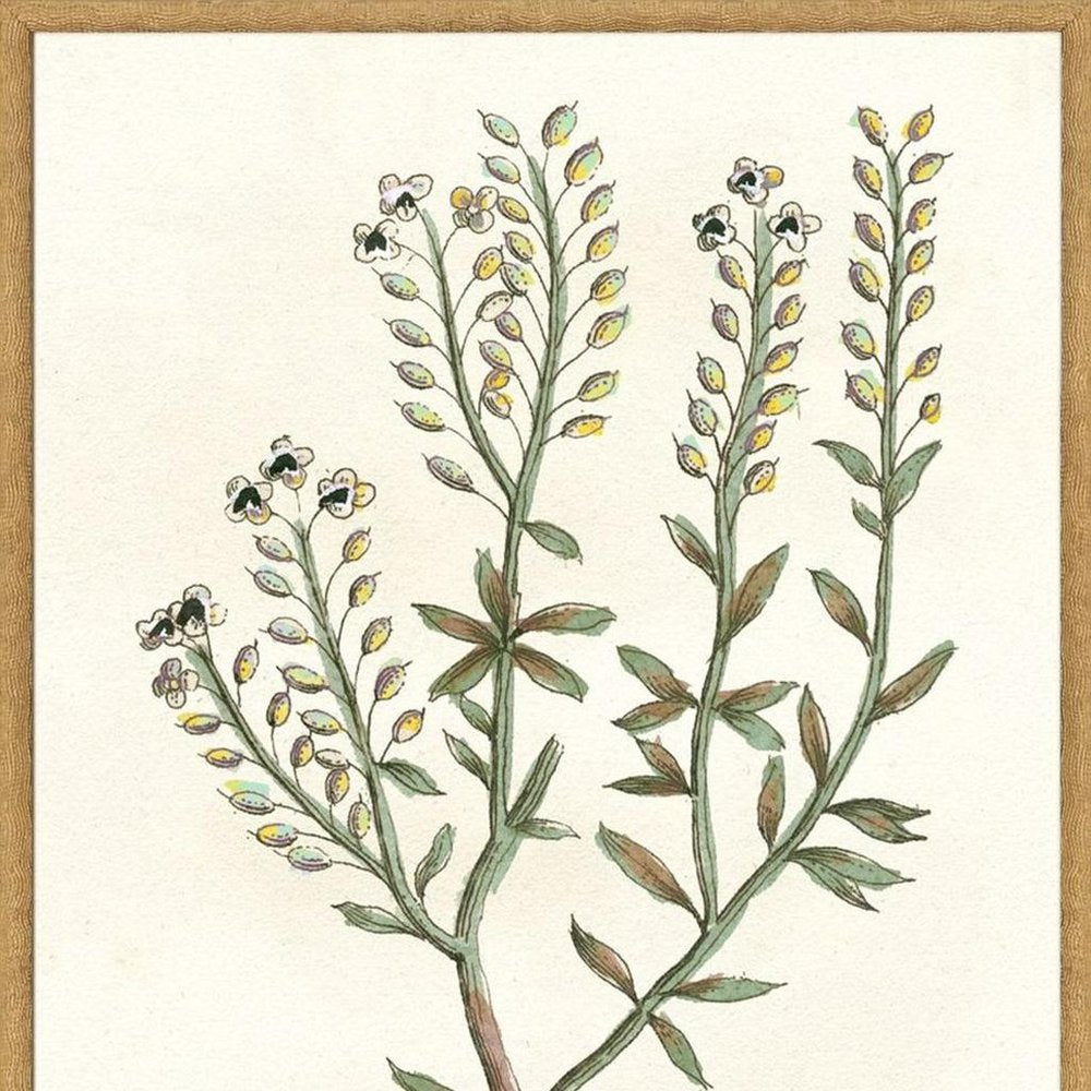Set Of Two Botanical Plants II Gold Framed Wall Art HomeRoots