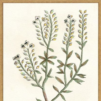 Set Of Two Botanical Plants II Gold Framed Wall Art HomeRoots