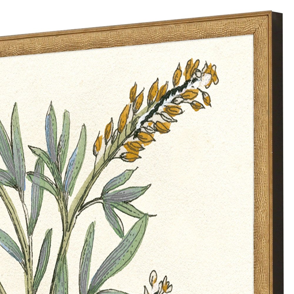 Set Of Two Botanical Plants III Gold Framed Wall Art HomeRoots