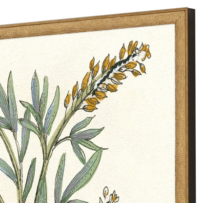 Set Of Two Botanical Plants III Gold Framed Wall Art HomeRoots